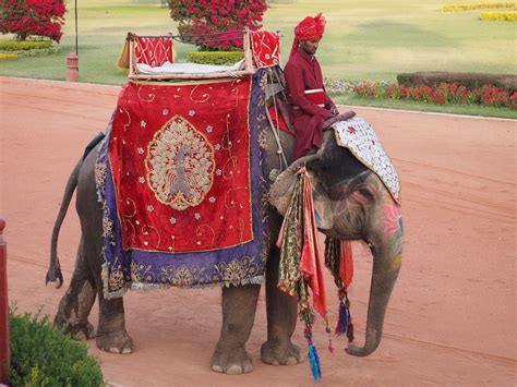 www.jennicholl.com | Elephant ride, India tour, India travel