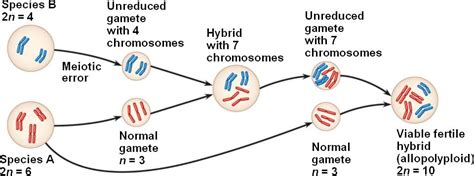 allopolyploidy.html 24_11SymAllopolyploidy_4-L.jpg