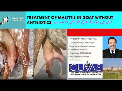 Mastitis in goat: Treatment without antibiotics - YouTube