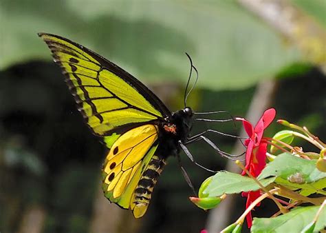 Goliath Birdwing | Project Noah