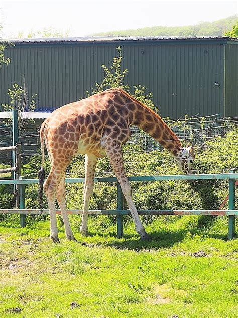 Port Lympne Wildlife Park Review - The Frenchie Mummy