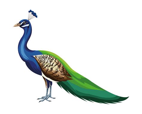 Cartoon peacock bird 1526001 Vector Art at Vecteezy