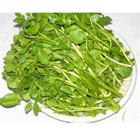 Water cress : Nutrition and Health Beneficial | Veggies Info