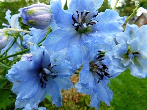 Delphinium, Blue delphinium, Flowers