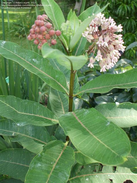 PlantFiles Pictures: Asclepias Species, Common Milkweed, Butterfly Flower, Silkweed, Virginian ...