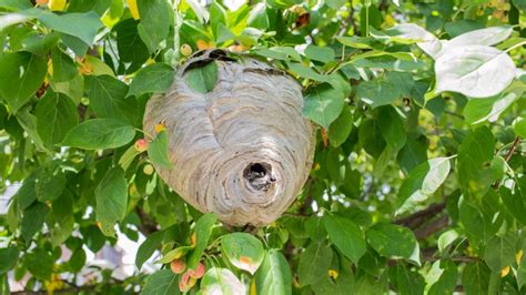 How To Get Rid of Hornets Nest? | A Complete Guide - Pest Samurai