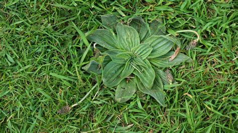 How To Treat Common Lawn Weeds - Bunnings Australia