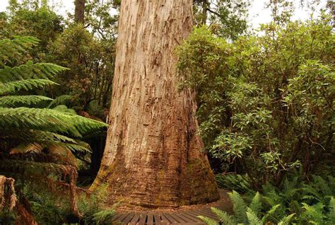 Largest Tree To Have Ever Existed On Earth - The Earth Images Revimage.Org