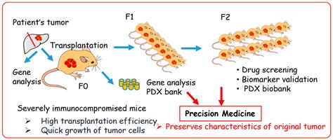 Cells | Free Full-Text | Application of Highly Immunocompromised Mice for the Establishment of ...