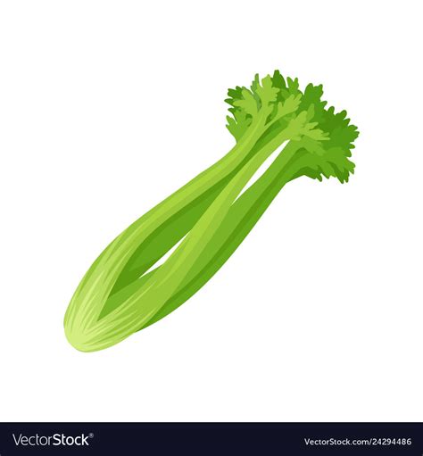 Celery stalk and foliage on white background Vector Image