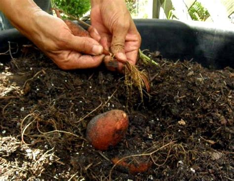 Guide to Growing Sweet Potatoes in a Container | Dengarden