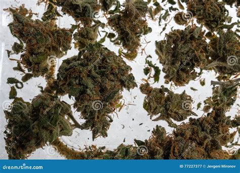 Dried Cannabis Marijuana Buds Stock Image - Image of alternative, background: 77227377