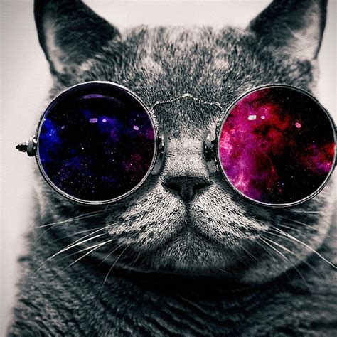 🔥 [50+] Cool Cat With Glasses Wallpapers | WallpaperSafari