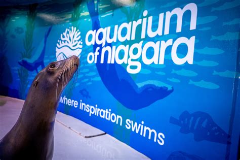 Aquarium of Niagara