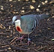 Pictures and information on Luzon Bleeding-heart