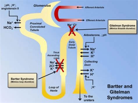 Channelopathies | Creative Bioarray