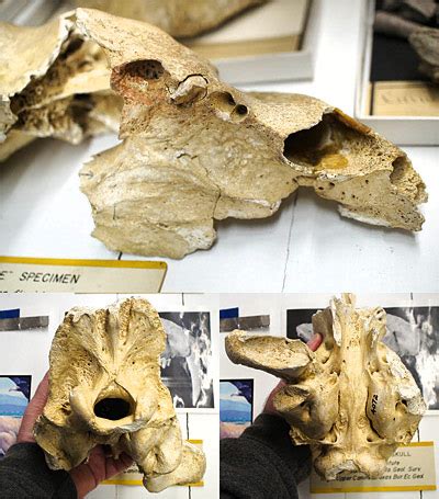 Smilodon fatalis – Florida Vertebrate Fossils