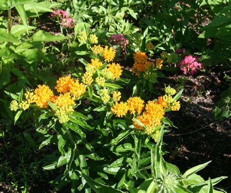 Planting Butterfly Weed, Asclepias Tuberosa - Home Garden Joy