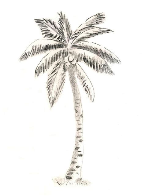 Coconut Tree Pencil Drawing Images - Art Pen And Ink Drawing Tropical ...