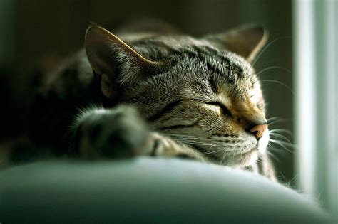 A cute cat sleeping, cute, sleep, dreams, cat, kitten, animal, HD ...