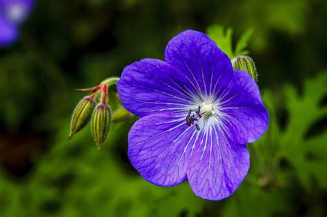 Violet Flower image - Free stock photo - Public Domain photo - CC0 Images