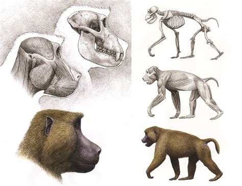 Evolution of Primates | Nina Jablonski