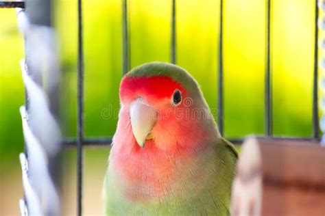 Cute Green Lovebird in Cage Stock Photo - Image of tropical, face: 179461026