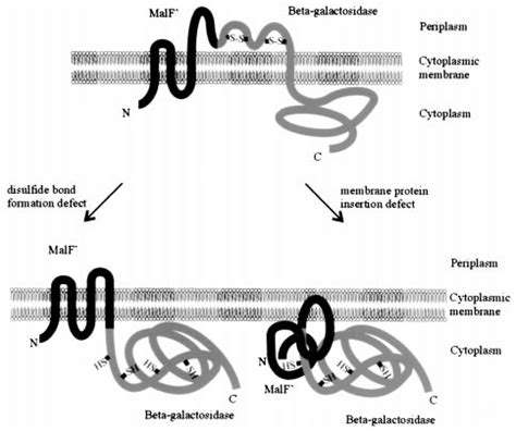 The MalF-LacZ102 fusion protein and its topology in the wild type and ...