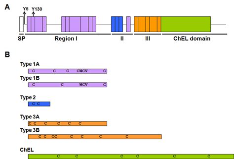 The structure of thyroglobulin. (A) Protein structure of thyroglobulin ...