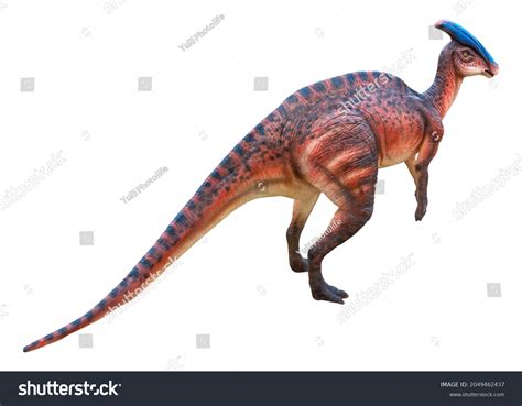 Parasaurolophus es un género de herbívoro Foto de stock 2049462437 ...