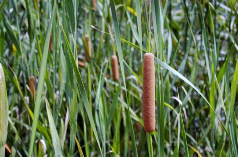 How to grow and care Cattail Plant and uses of the plant