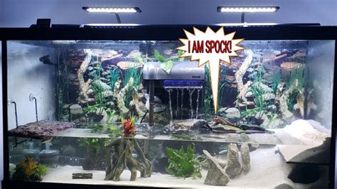 Spock The Mudskipper Enjoys His New Oasis | How I SetUp My Mudskipper ...