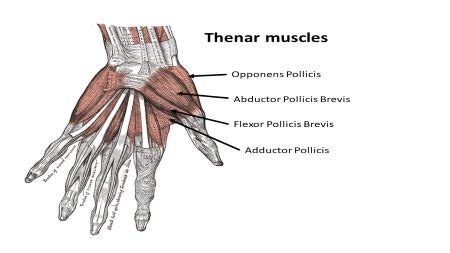 Explain about the thenar group, hypothenar group, and midpalmar group ...