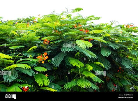 Leaves and flowers of a delonix regia tree, macro view Stock Photo - Alamy