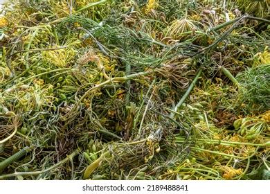 1,187 Dried Dill Weed Images, Stock Photos & Vectors | Shutterstock