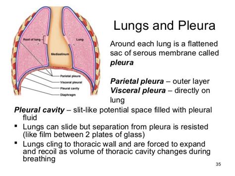 Ch22respiratorysystem