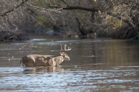 Best Hunting Times for White-Tailed Deer: A Full Guide - The Prepping Guide