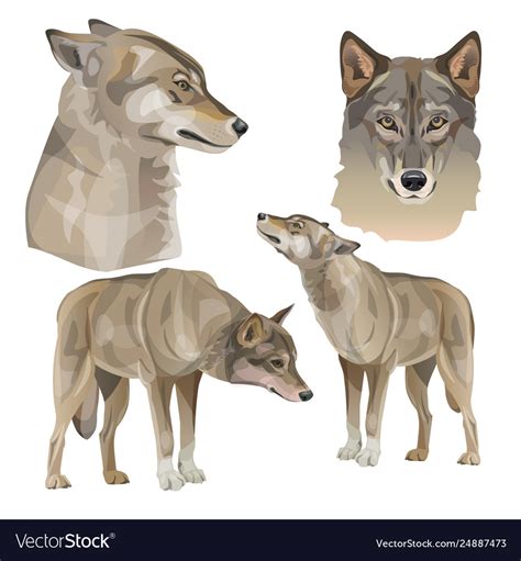 Set gray wolves Royalty Free Vector Image - VectorStock