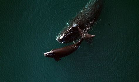 The Northern right whale, already an endangered species, is in deep trouble