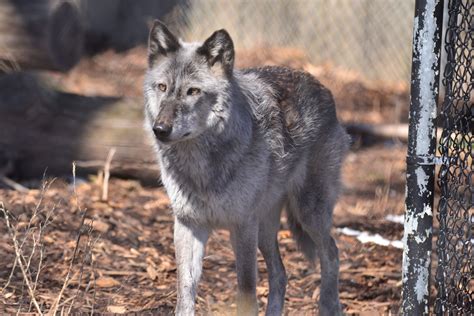 Gray Wolf | Seneca Park Zoo