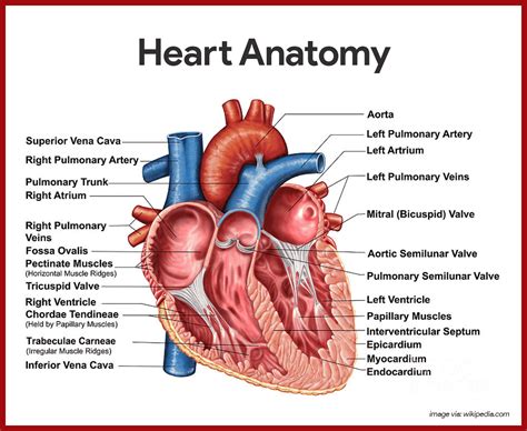 Kardiyovasküler Sistem Anatomisi ve Fizyolojisi