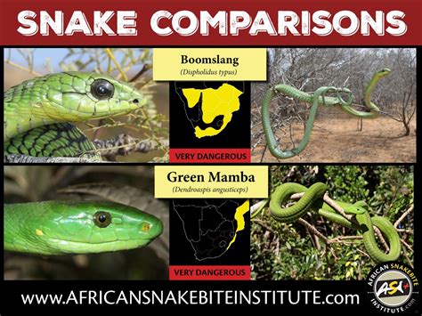 Snake Comparison - Boomslang vs Green Mamba - African Snakebite Institute