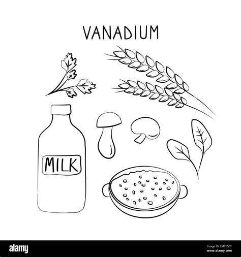 Vanadium-containing food. Groups of healthy products containing vitamins and minerals. Set of ...