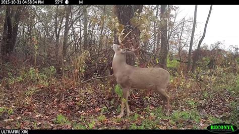 Mock Scrape Secrets for Deer Hunting Success - YouTube