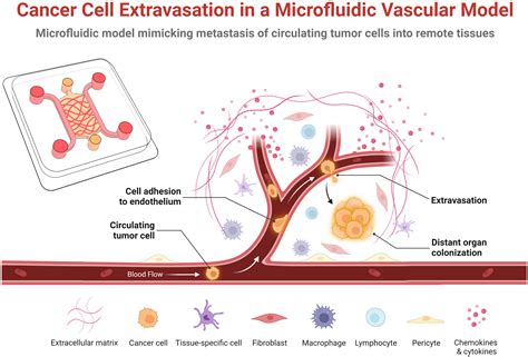 Frontiers | Microfluidic vascular models of tumor cell extravasation