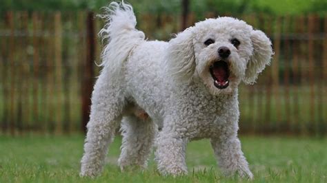 Bichon Frise Barking A Lot? (8 Reasons Why & Tips from Owners) | Paws ...