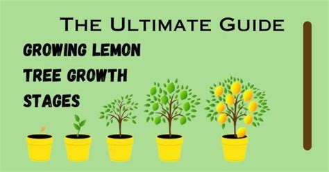 The Complete Guide to Lemon Tree Growth Stages