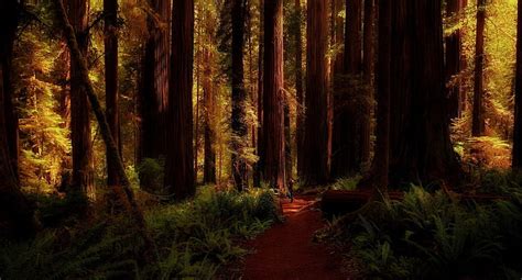 HD wallpaper: woodland, redwoods, national park, forest path, mill valley | Wallpaper Flare