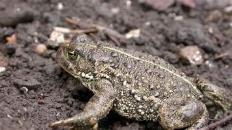 Natterjack toad | Cumbria Wildlife Trust