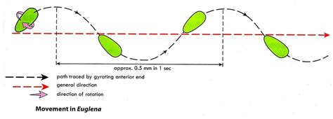 Understanding the Structure and Life Processes of Euglena: A Comprehensive Guide